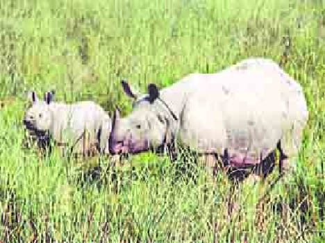 nepali gandon nain sailaempur jangal main dera dala